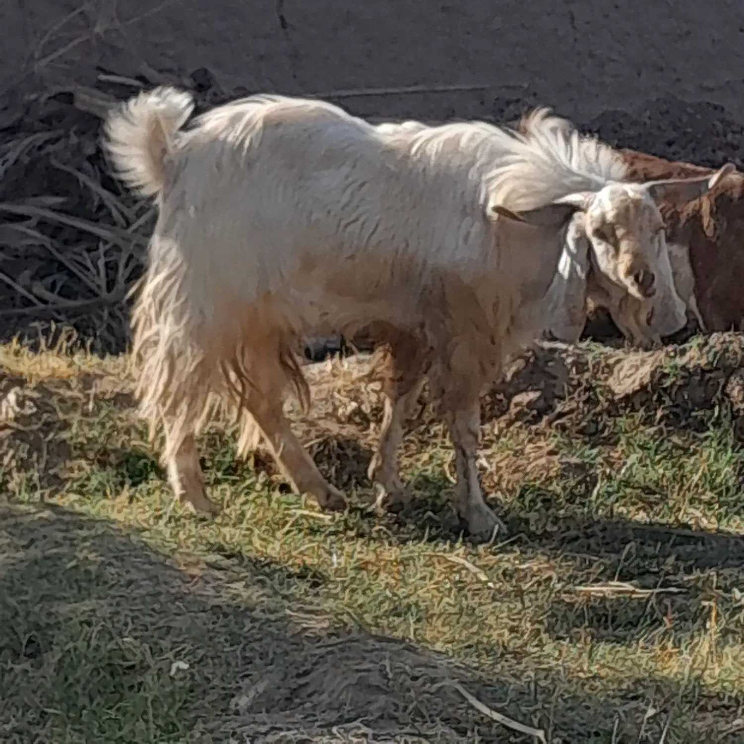 نری عالی برا داشتی وقصابی|حیوانات مزرعه|نرماشیر, |دیوار