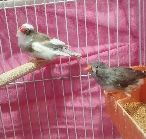 دو جفت فنچ مولد|پرنده|بندر ماهشهر, |دیوار