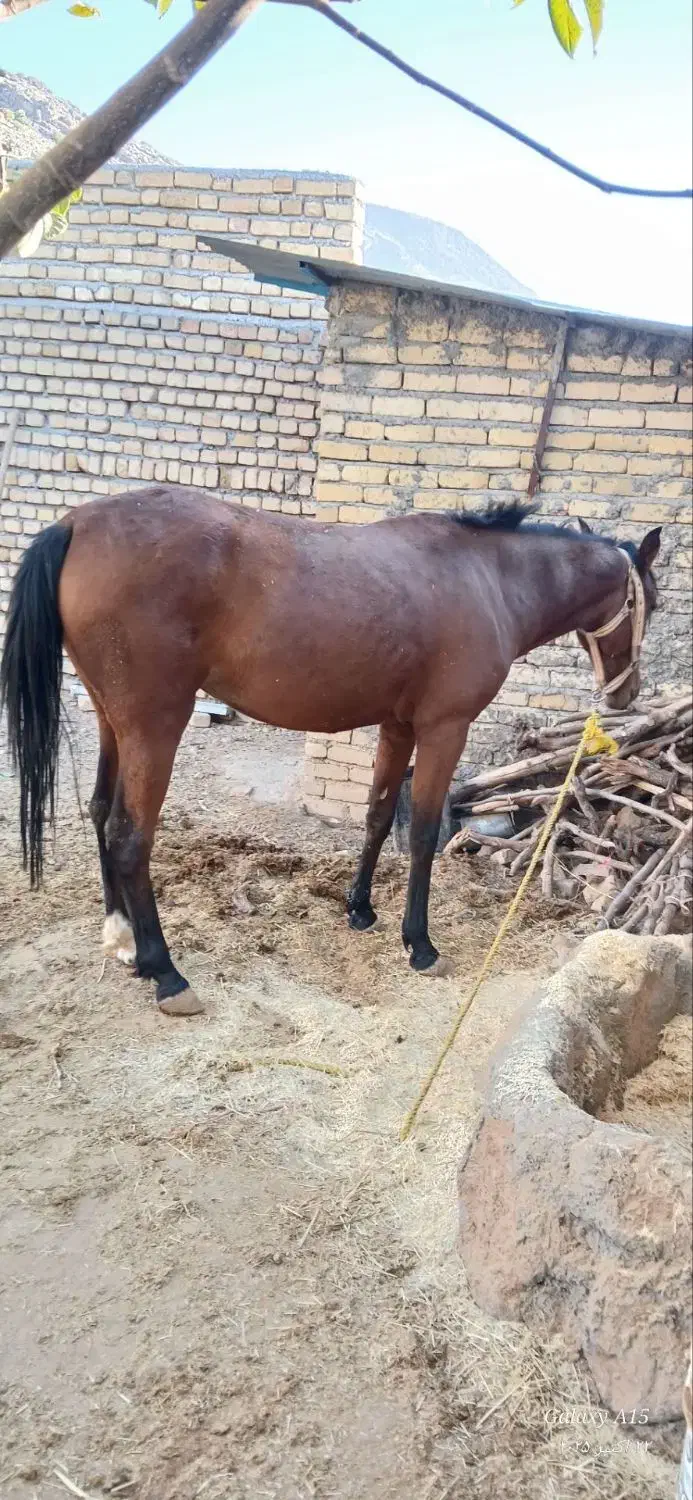 اسب مادیان|اسب و تجهیزات اسب‌سواری|الشتر, |دیوار