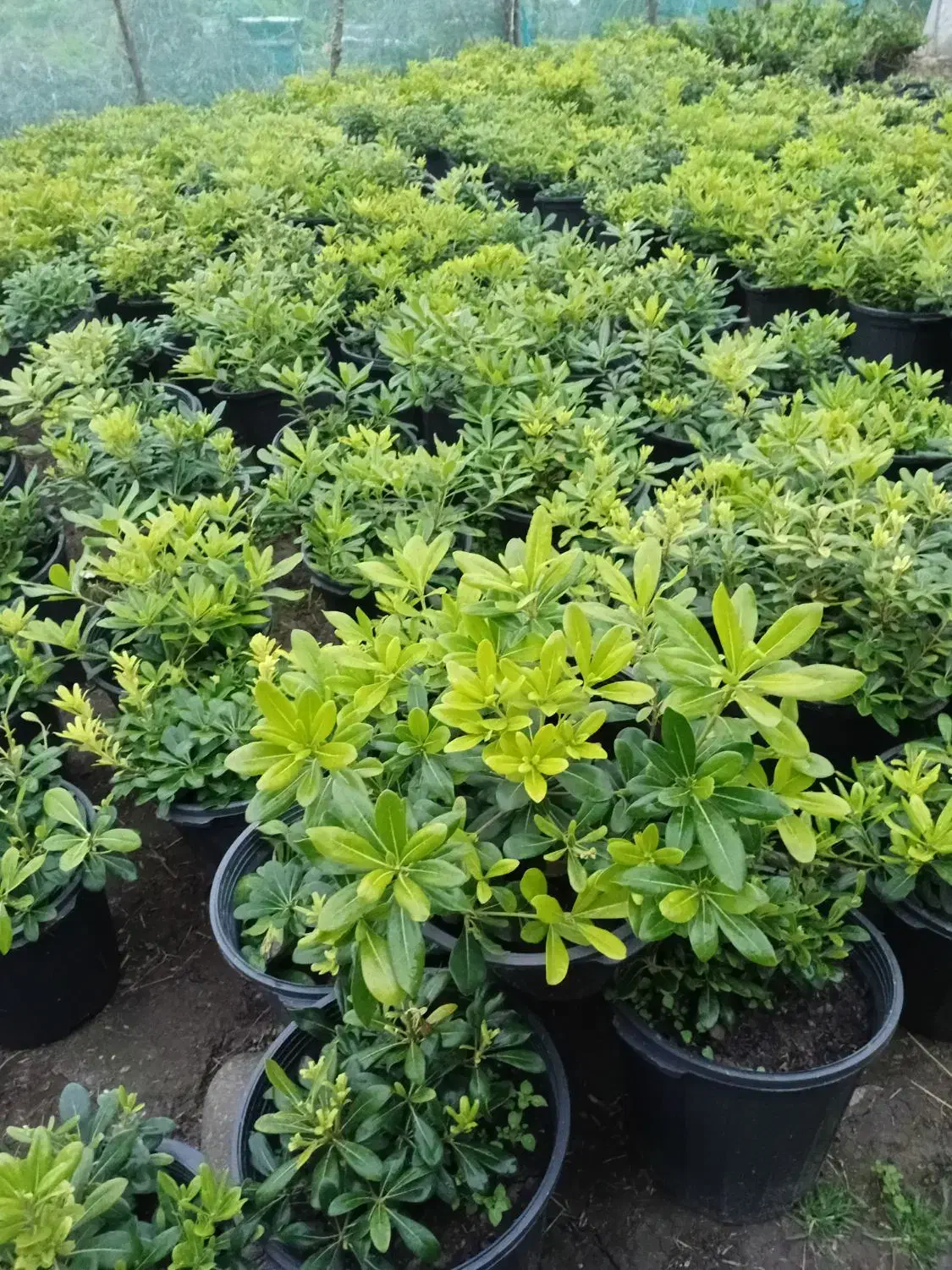 پیتوسبروم سطل ۱۰|گل و گیاه طبیعی|کلاچای, |دیوار