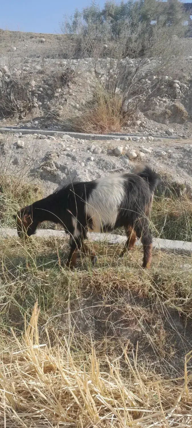 تیه بز|حیوانات مزرعه|باغ ملک, |دیوار