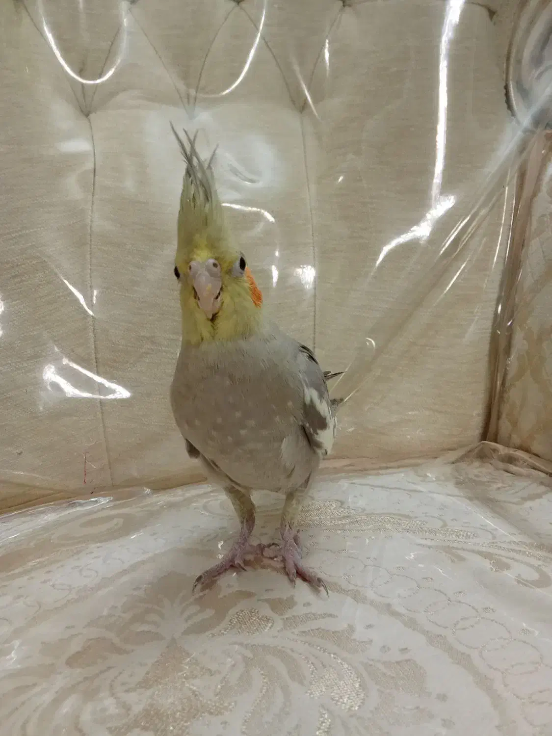 عروس هلندی|پرنده|قدس, شهر‌قدس|دیوار