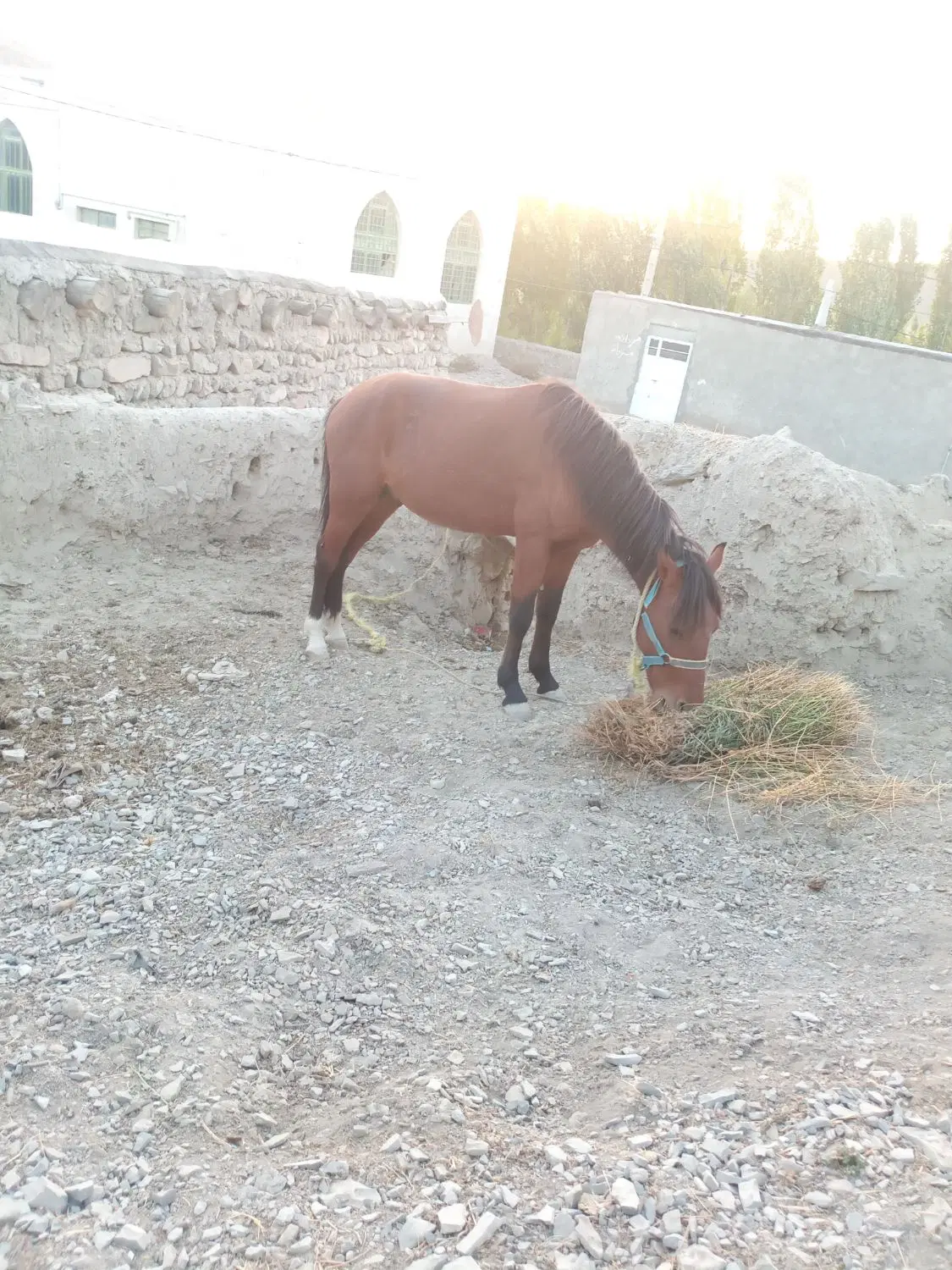 اسب|اسب و تجهیزات اسب‌سواری|قوچان, |دیوار