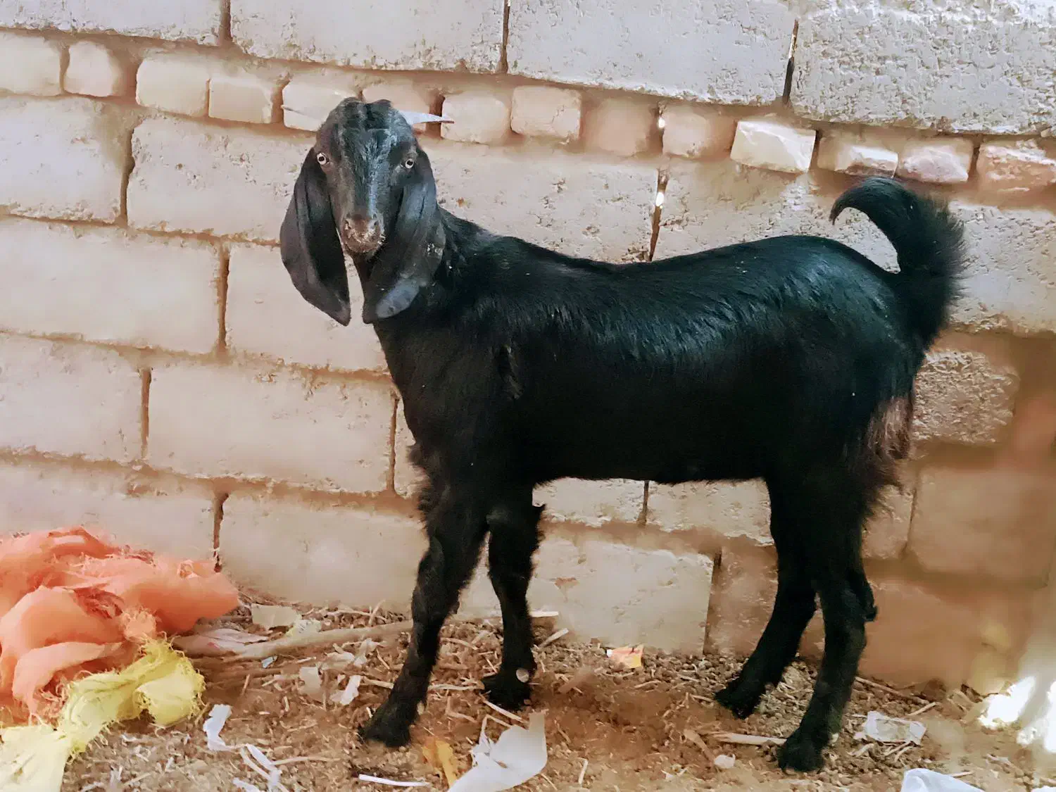 جفت‌کره‌ماده‌لنگ‌جمل‌|حیوانات مزرعه|هیرمند, |دیوار