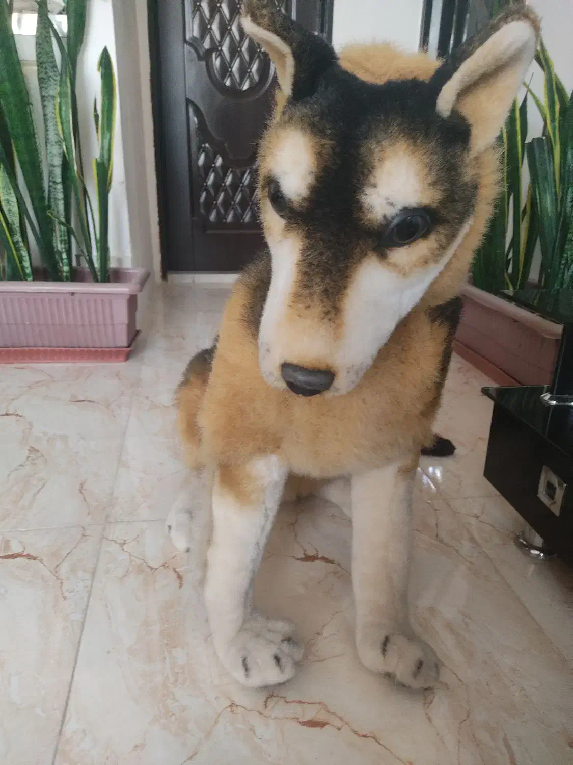 سگ زیبا شکاری|سگ|گلبهار, شهر جدید گلبهار|دیوار