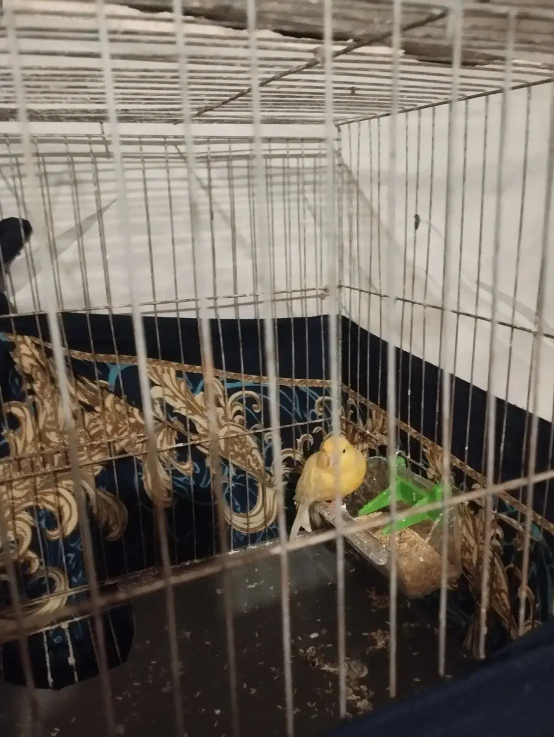 قناری|پرنده|ماهدشت, |دیوار