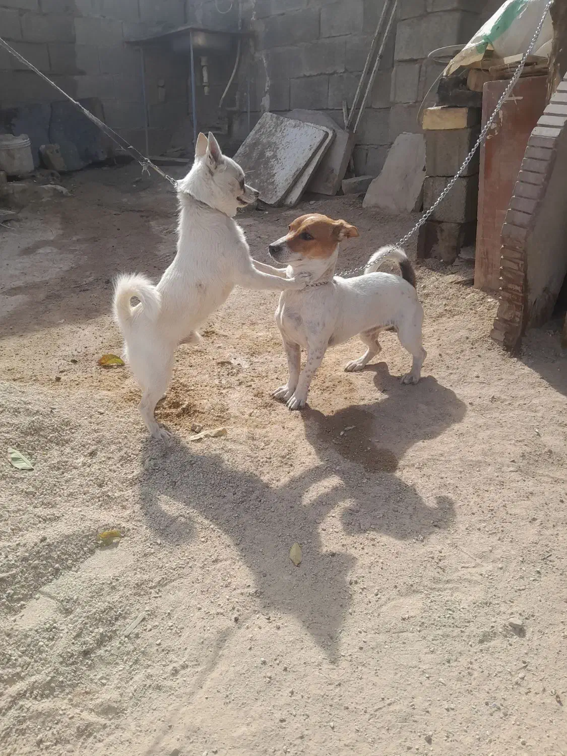 سگ،نرروماده،جک،راسل،ومالتیز|سگ|شیراز, شیخ علی چوپان|دیوار