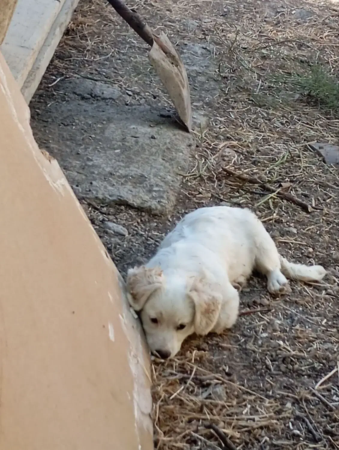 سگ اشپیتز ژاپنی|سگ|ابهر, |دیوار