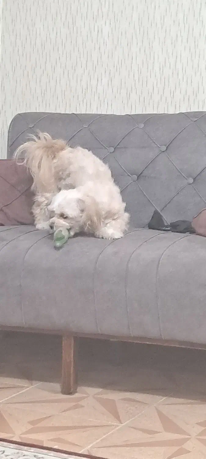 سگ شیتزو فلت|سگ|مشهد, یاس|دیوار