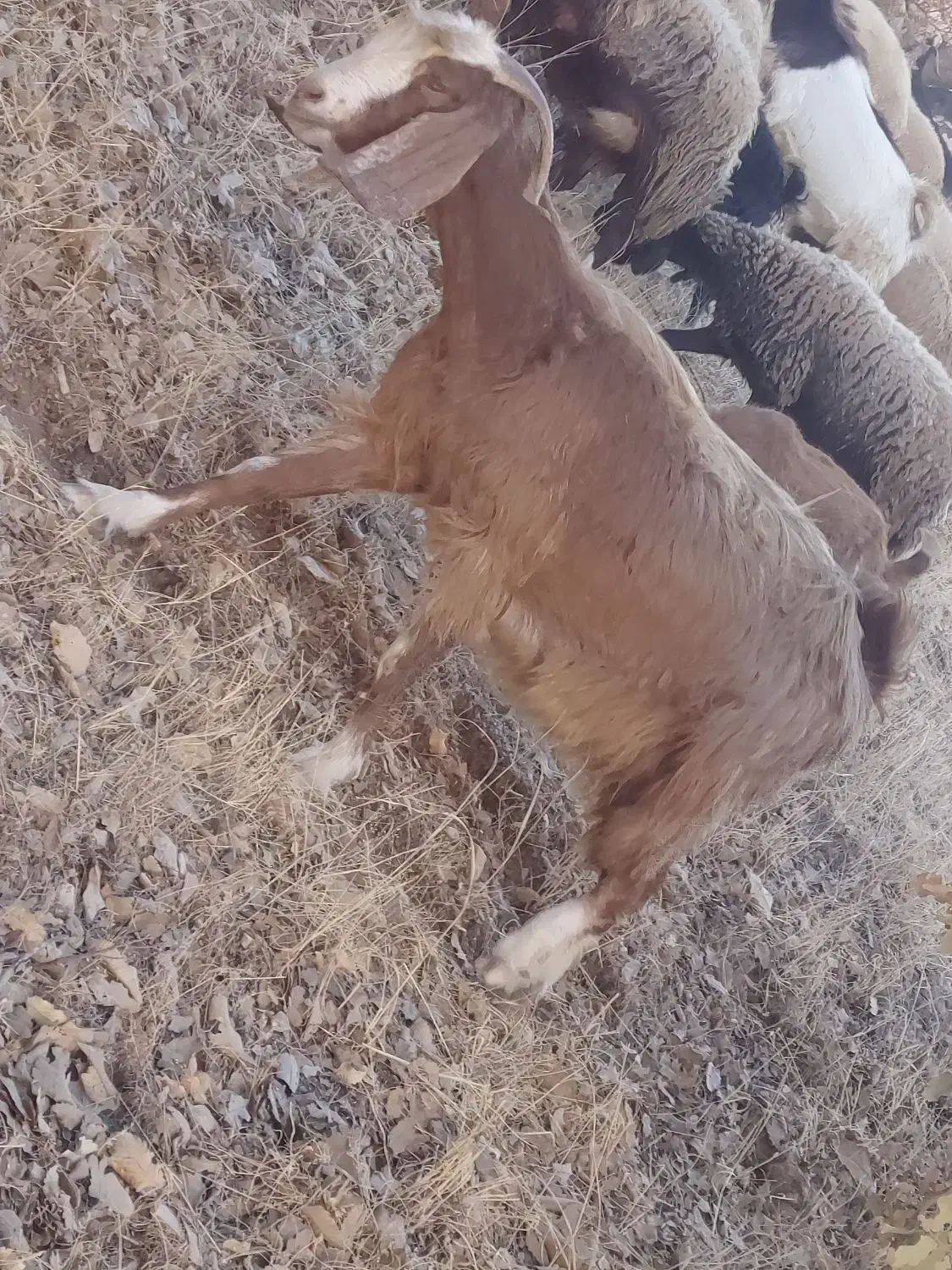 بز داشت|حیوانات مزرعه|ثلاث باباجانی, |دیوار