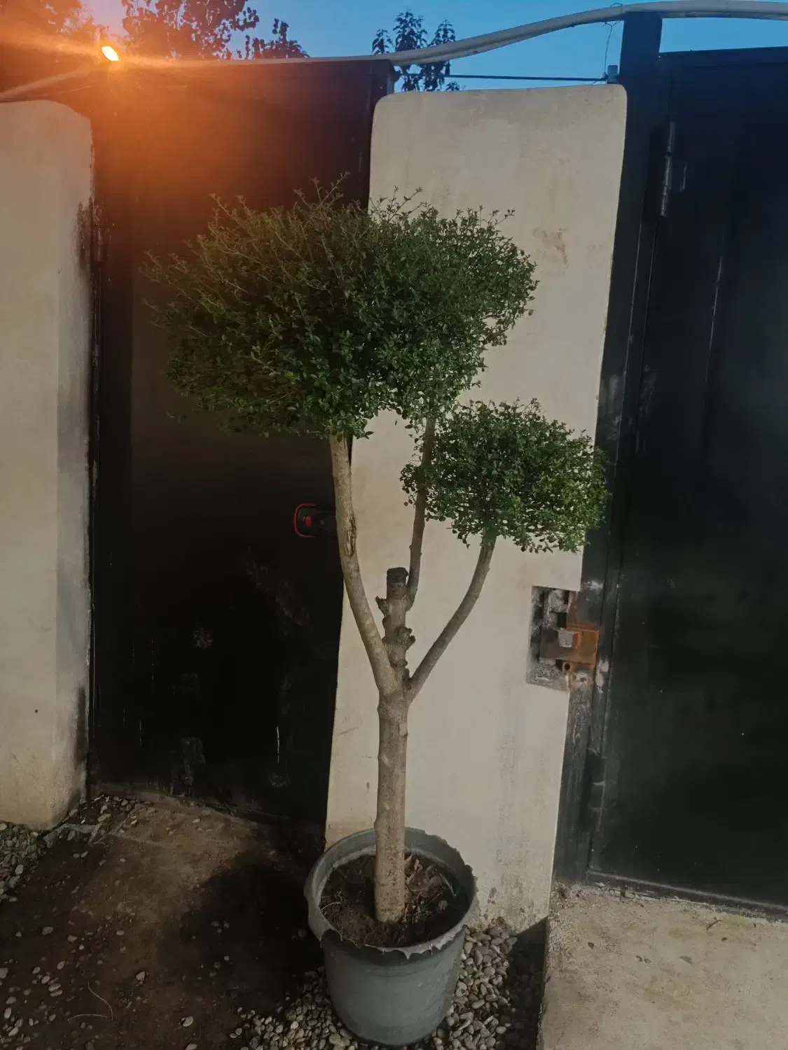 درخت مورد سه شاخه|گل و گیاه طبیعی|لاهیجان, لیالستان|دیوار