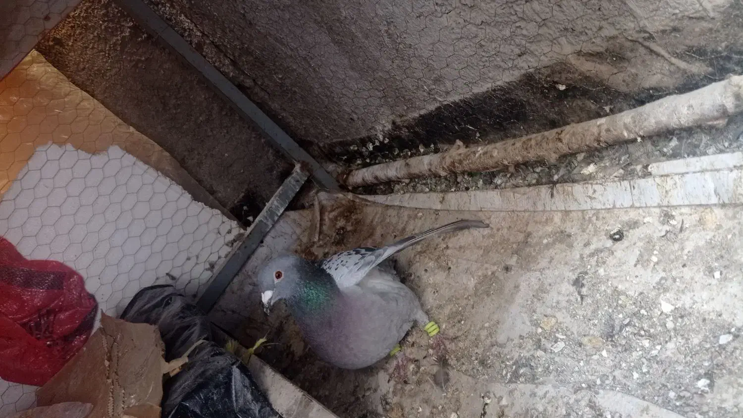 کبوتر|پرنده|تربت‌حیدریه, ۴۵ متری|دیوار