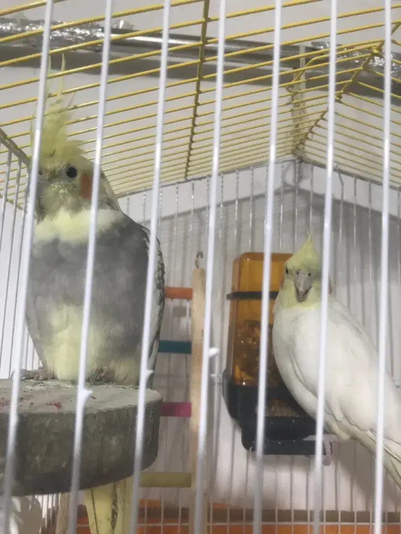 عروس هلندی|پرنده|اردبیل, |دیوار