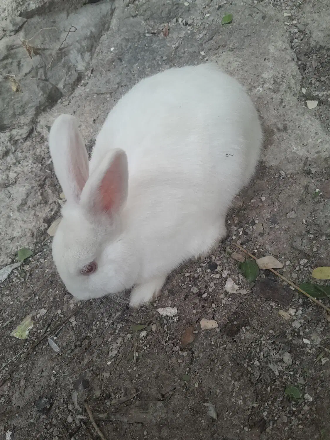 خرگوش لپی|موش و خرگوش|رامهرمز, |دیوار