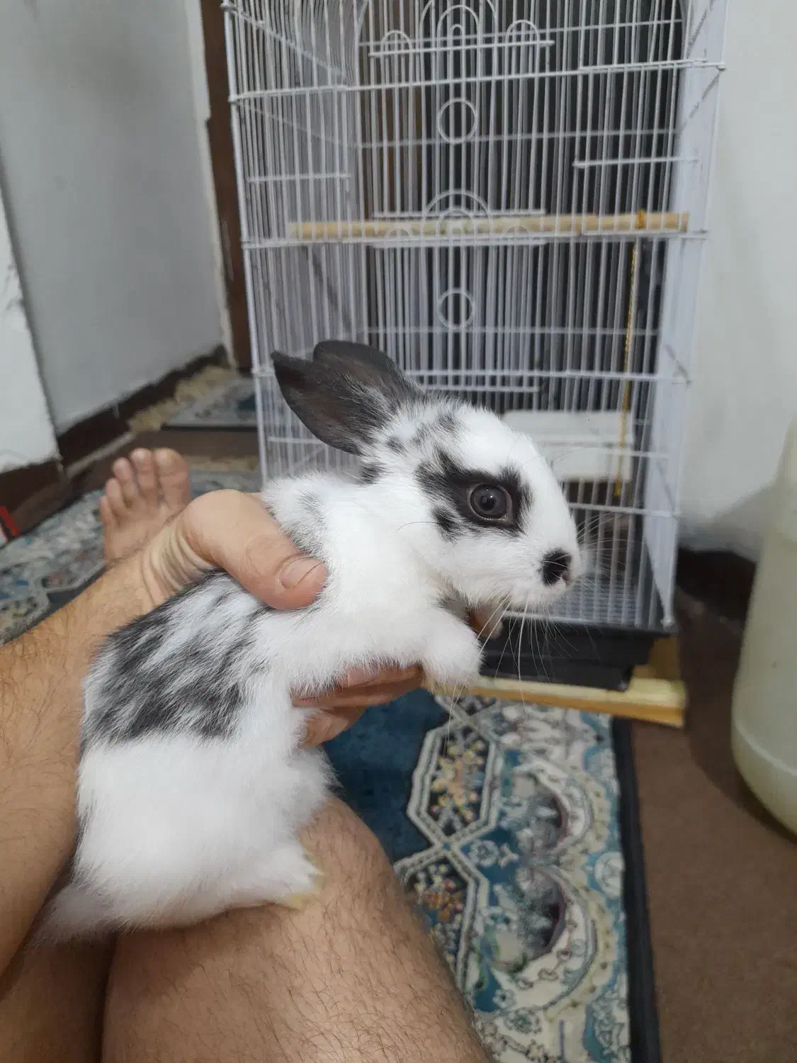 خرگوش سفید و سیاه خوشگل|موش و خرگوش|اهواز, امانیه|دیوار