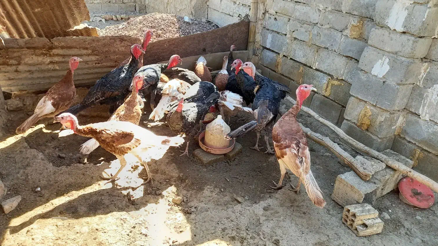 بوقلمون|حیوانات مزرعه|کرمانشاه, |دیوار