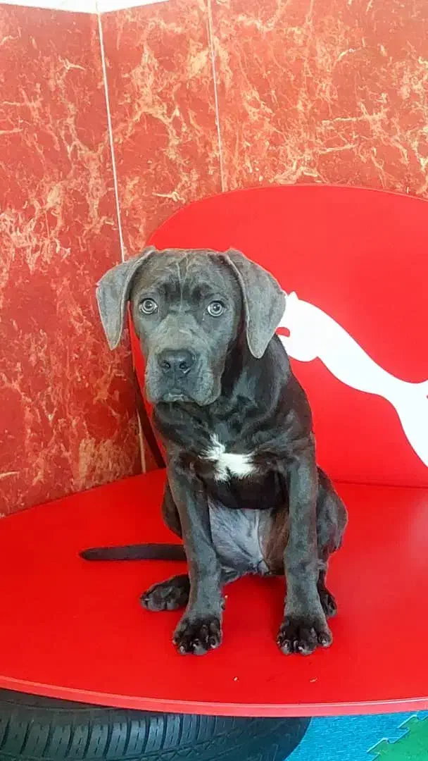 سگ کنکورسو|سگ|تهران, وردآورد|دیوار