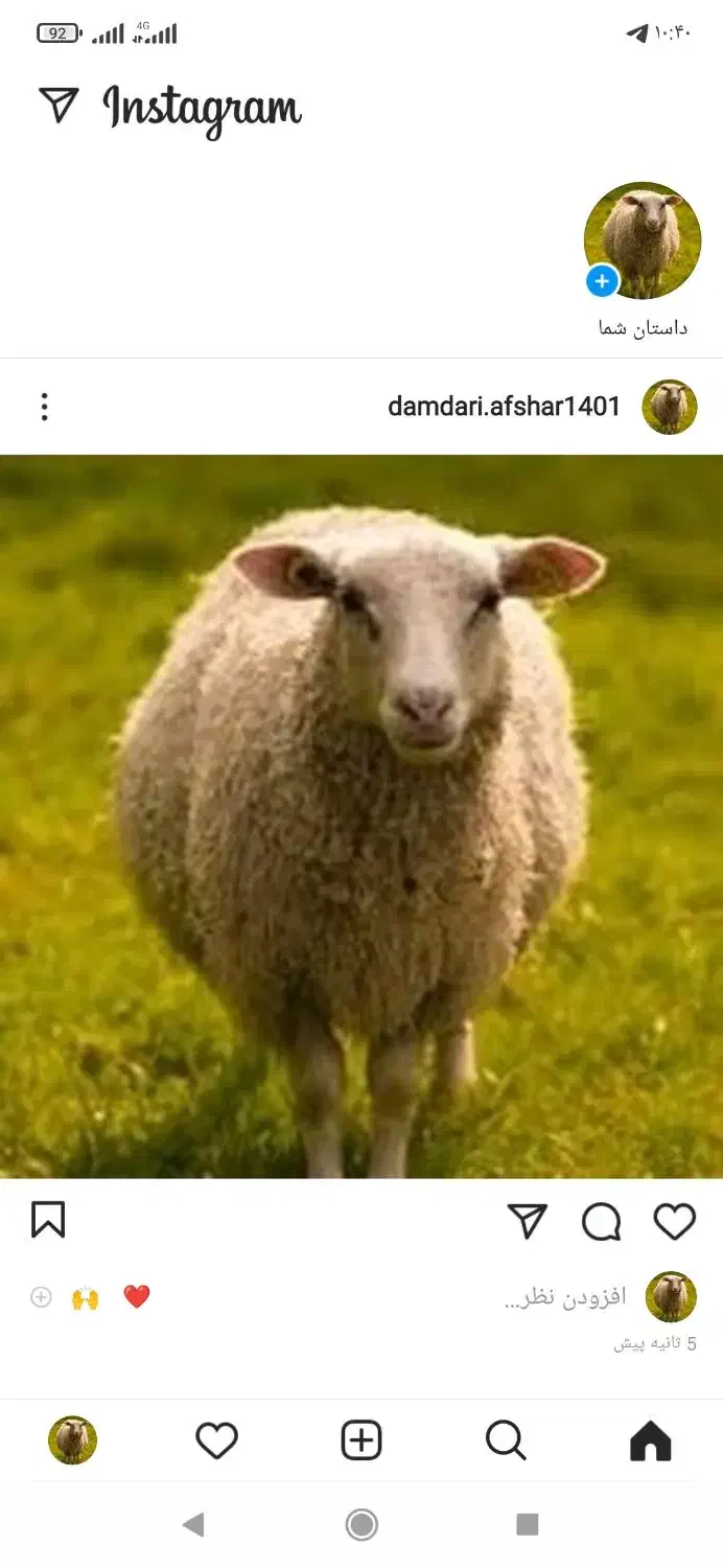 گوسفند زنده|حیوانات مزرعه|کرج, کیانمهر|دیوار