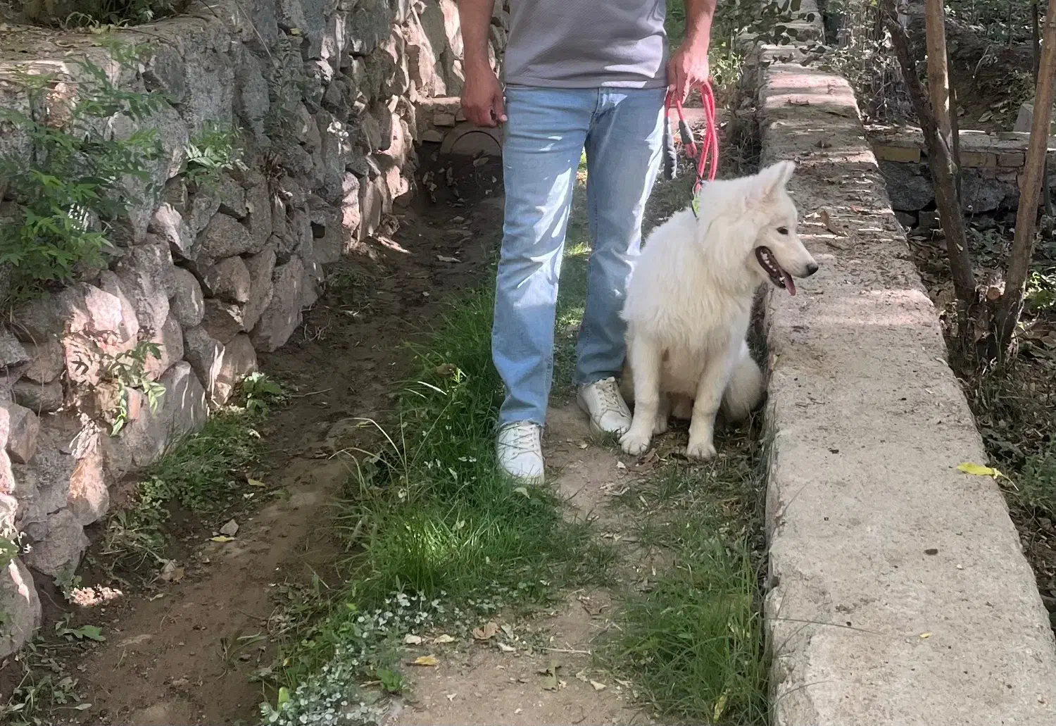 فروش توله ساموید ۹ماهه|سگ|یزد, |دیوار