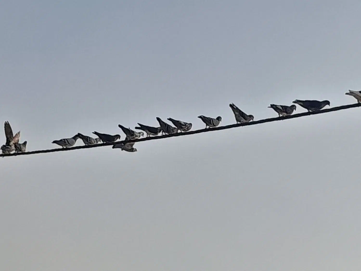 کبوتر|پرنده|بندر دیر, |دیوار