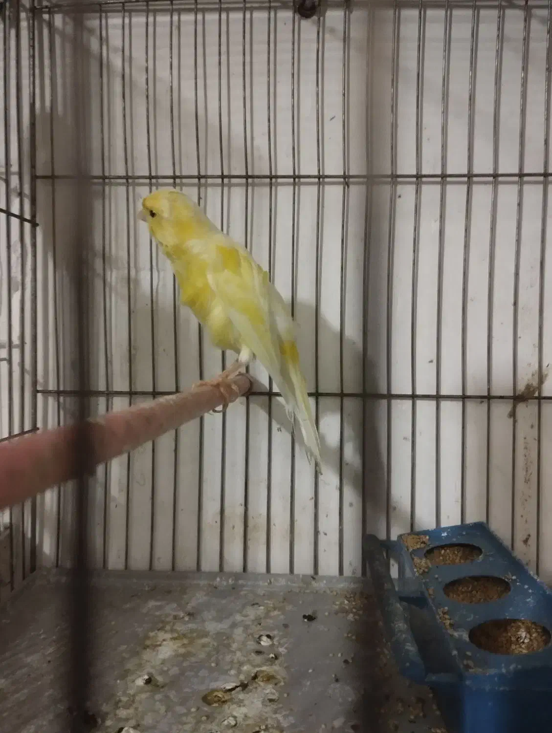 قناری ماده|پرنده|سلماس, |دیوار