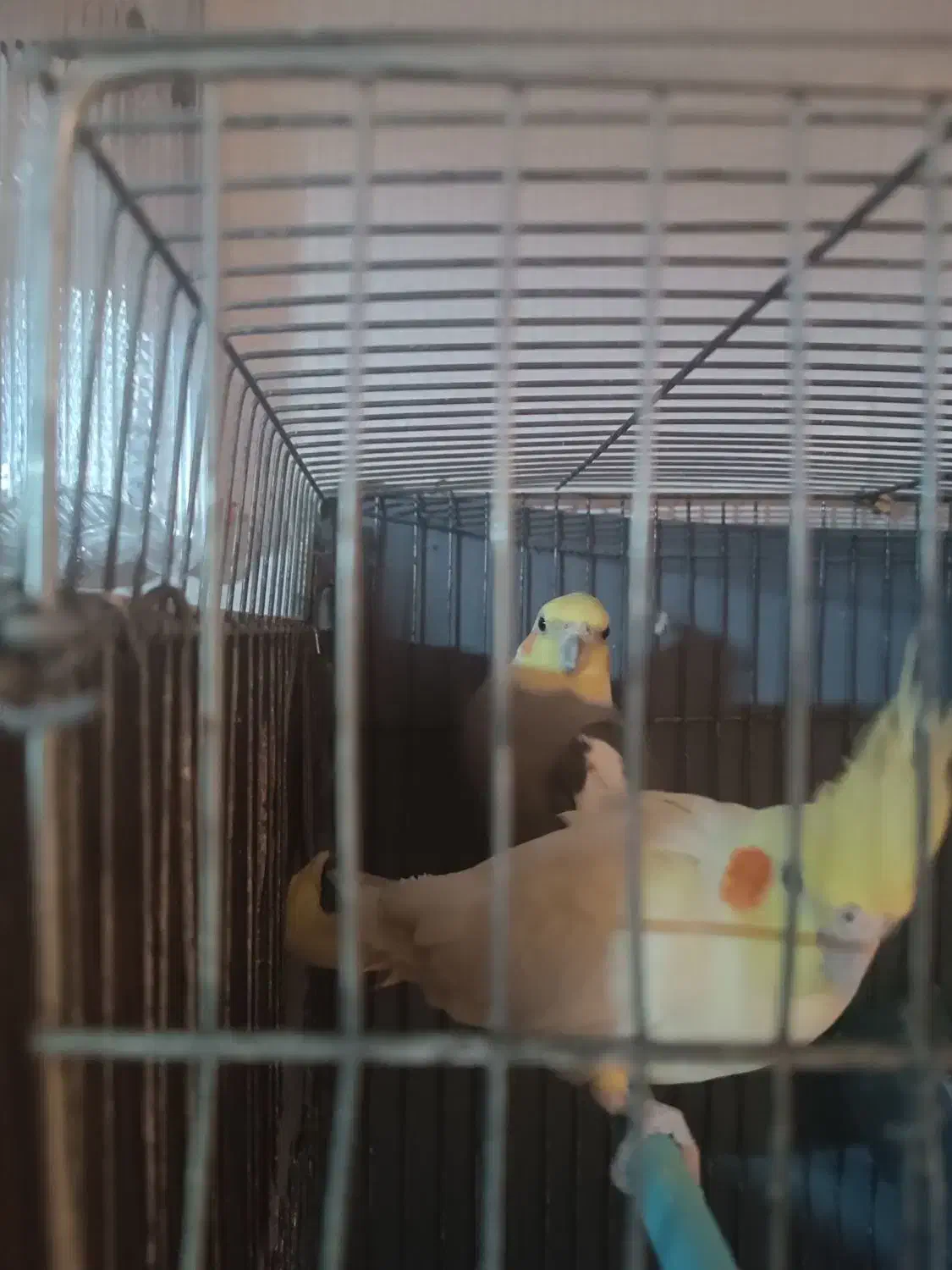 عروس هلندی جفت|پرنده|قوچان, |دیوار