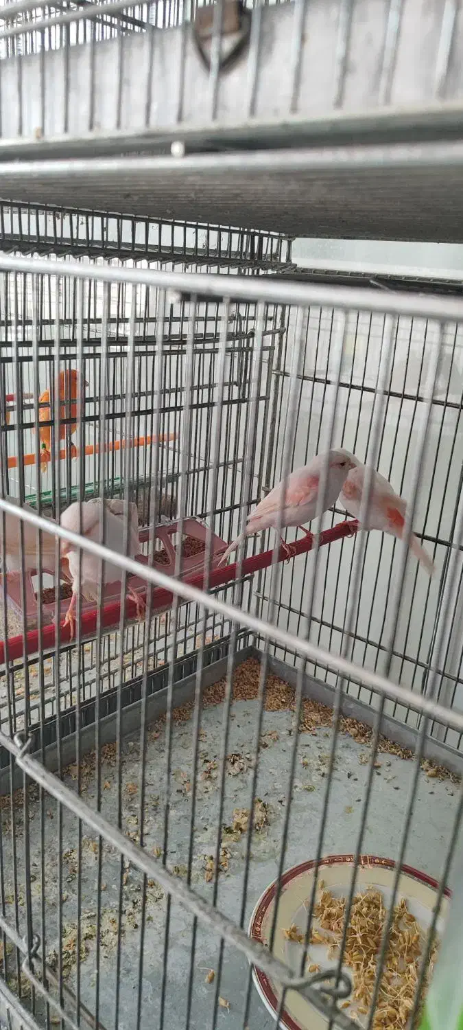 قناری ماده موزاییکی سرخ اورجینال|پرنده|کرمانشاه, |دیوار