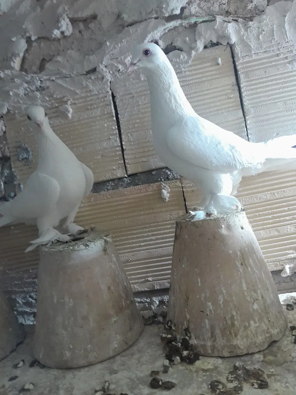 کبوتر.|پرنده|تبریز, |دیوار