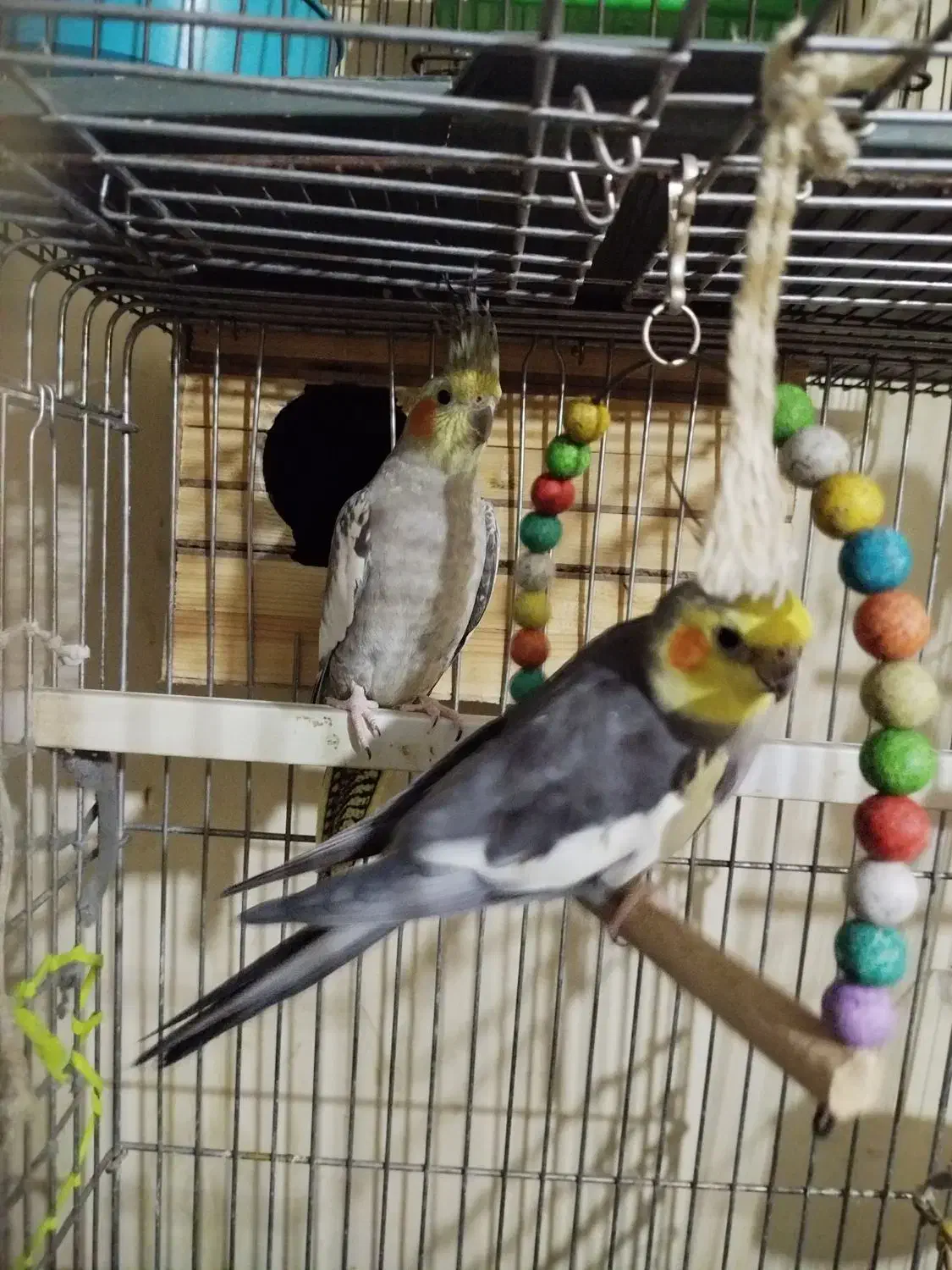 گرینچی جفت عروس هلندی|پرنده|تهران, علم و صنعت|دیوار