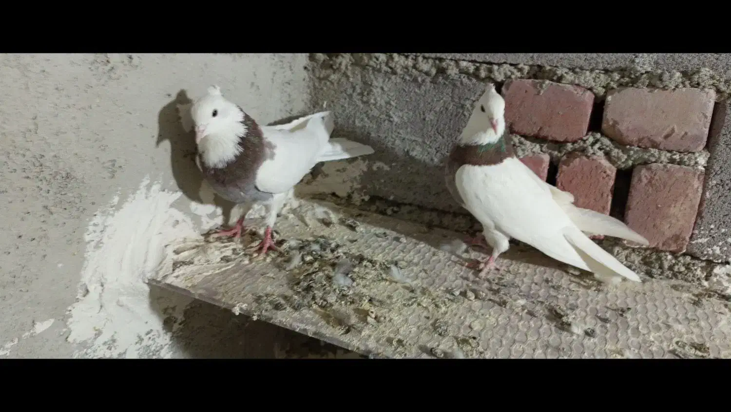 قیمت 900|پرنده|گل تپه, |دیوار