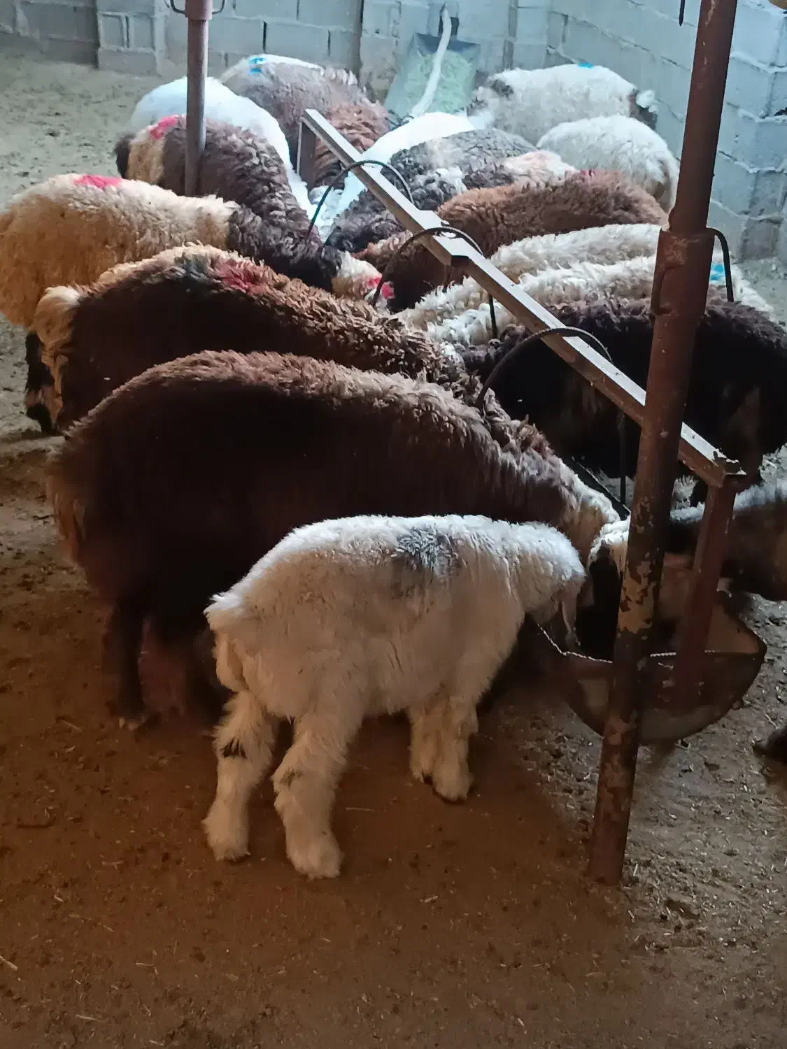 فروش گوسفند زنده کهره وبره|حیوانات مزرعه|شیراز, نصرآباد|دیوار