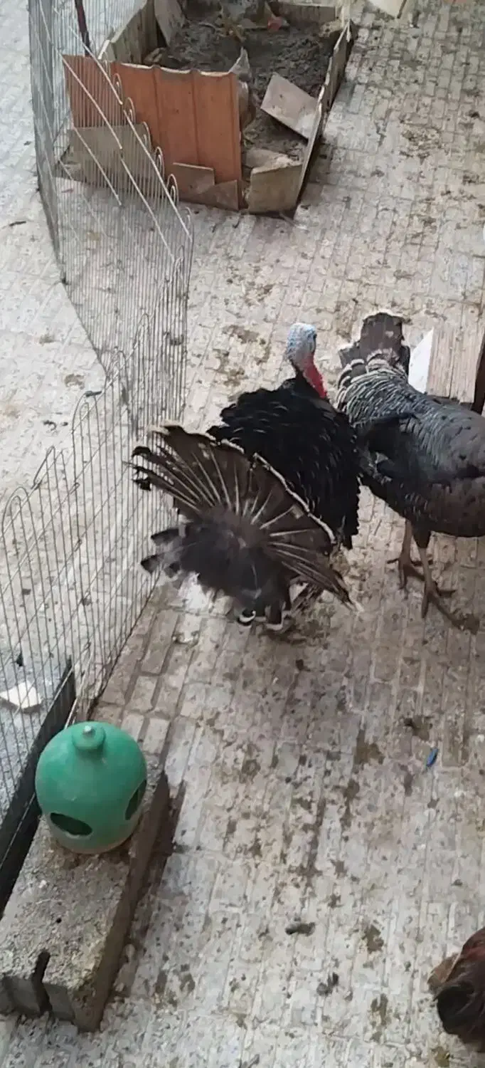 2 عدد بوقلمون برنزر،. نر سالم|حیوانات مزرعه|ساوه, |دیوار