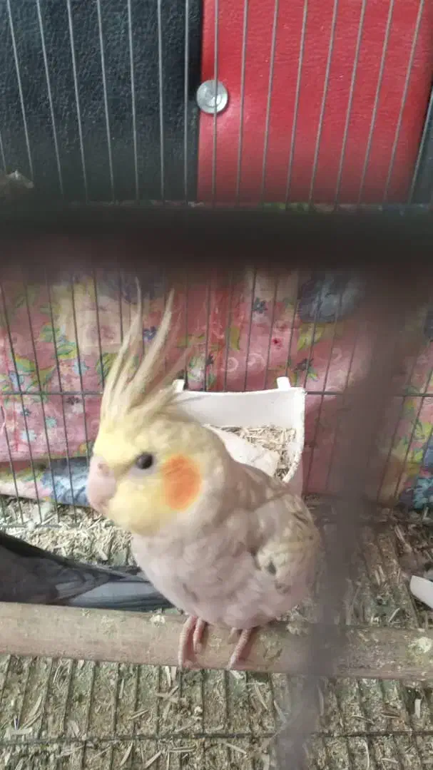 عروس هلندی ۵ماهه|پرنده|سردرود, |دیوار