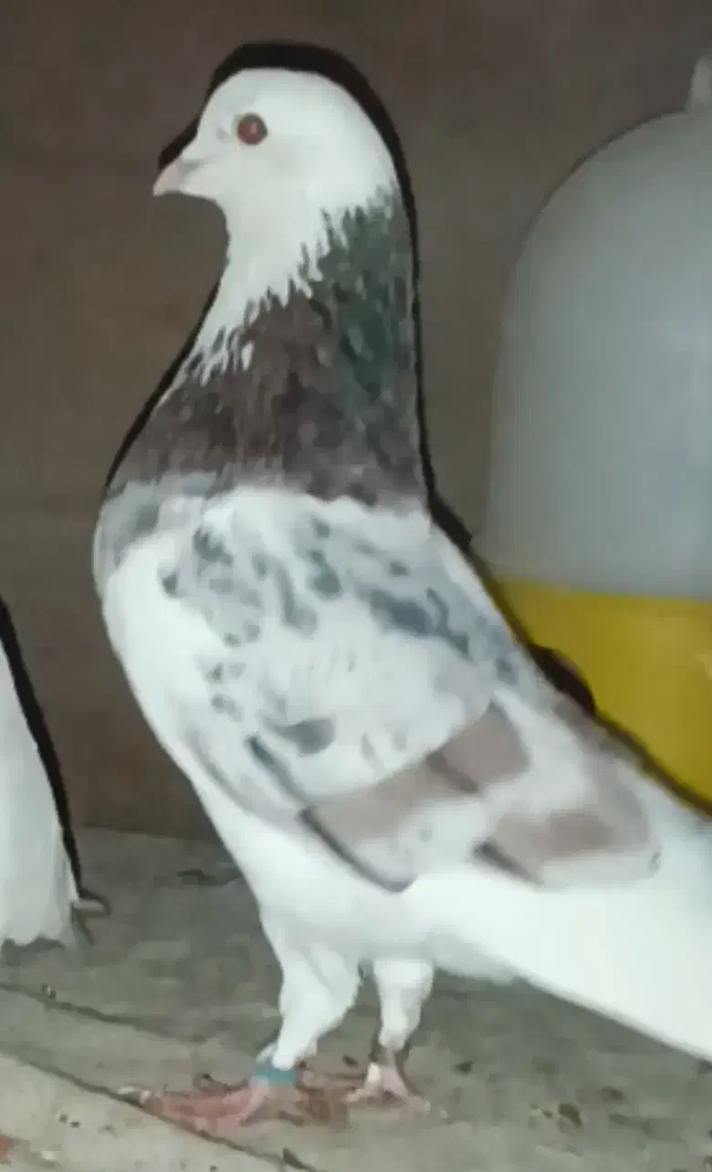 کبوترنر|پرنده|بانه, |دیوار