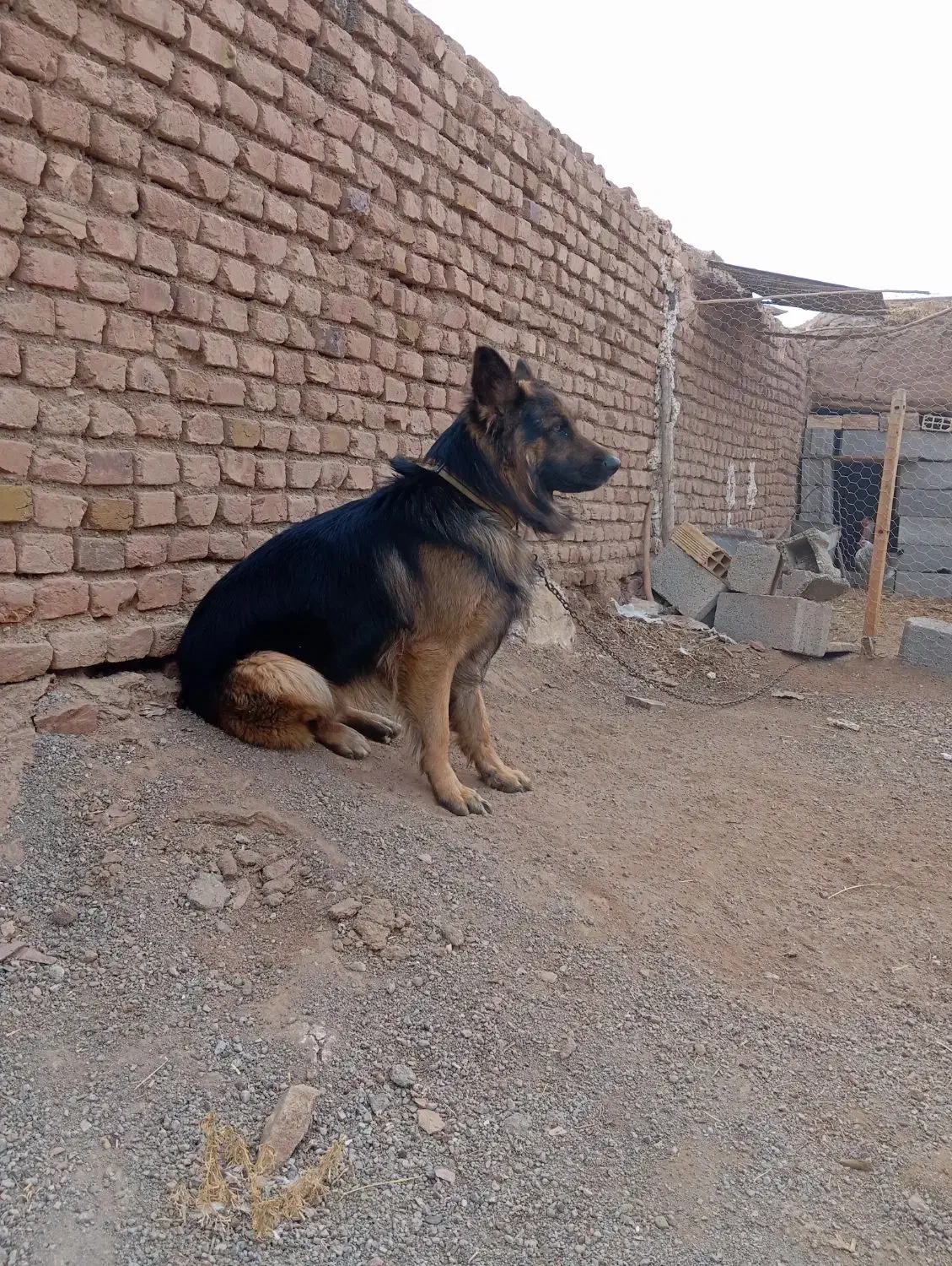 سگ گله|سگ|هلالی, |دیوار