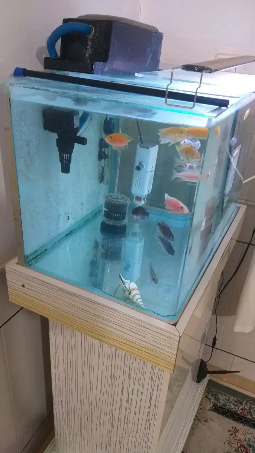 اکواریوم|ماهی|کاشان, فاز ۲ ناجی آباد|دیوار