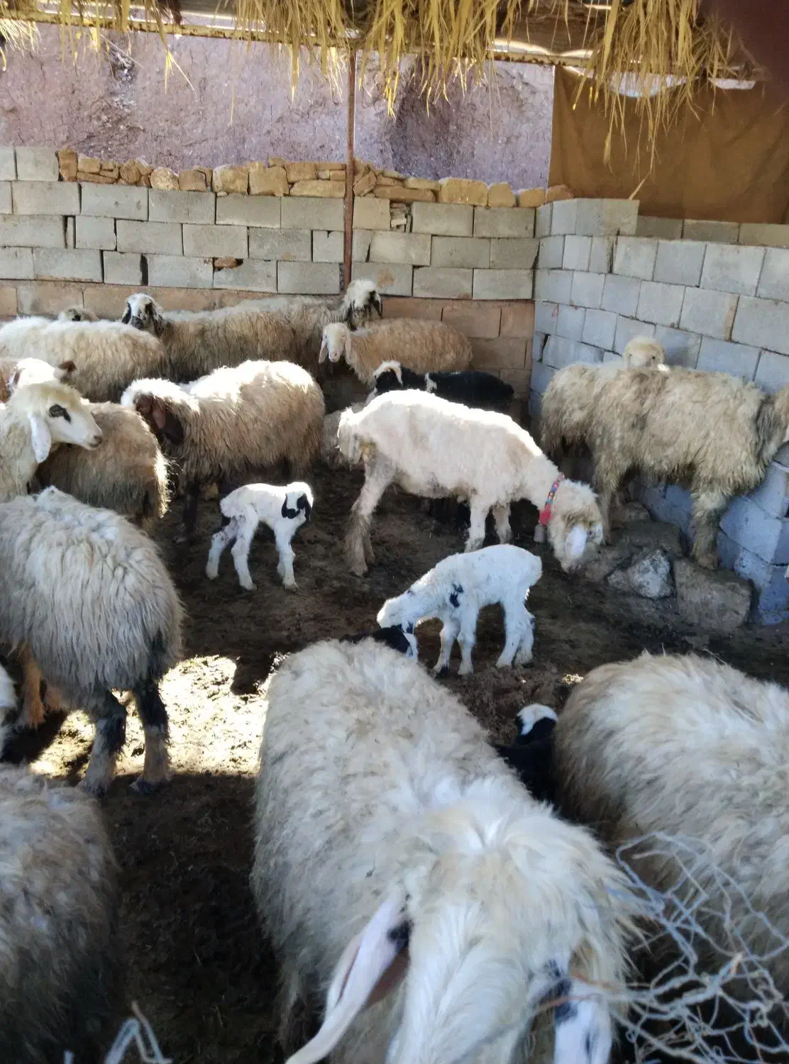 میش بره|حیوانات مزرعه|مسجد سلیمان, |دیوار