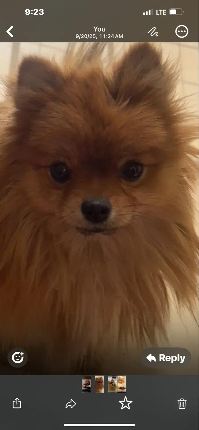 گمشده|حیوانات|شیراز, ارم|دیوار