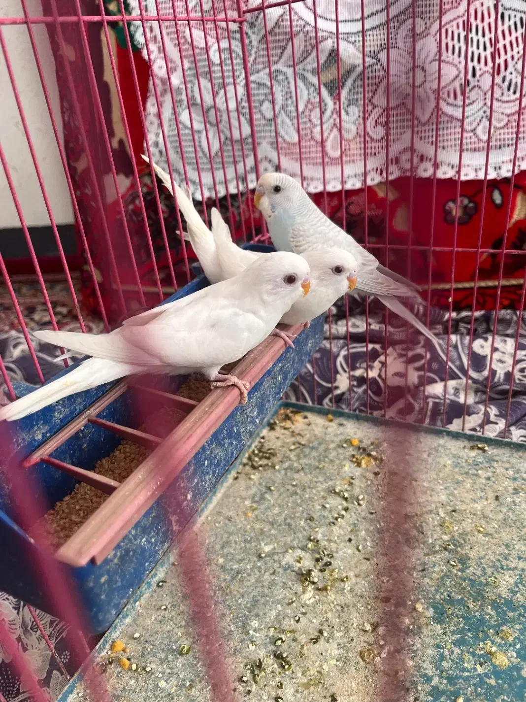 ۲تا مرغ عشق سفیدهلندی چشم قرمز و یک آبی کم رنگ|پرنده|استهبان, |دیوار