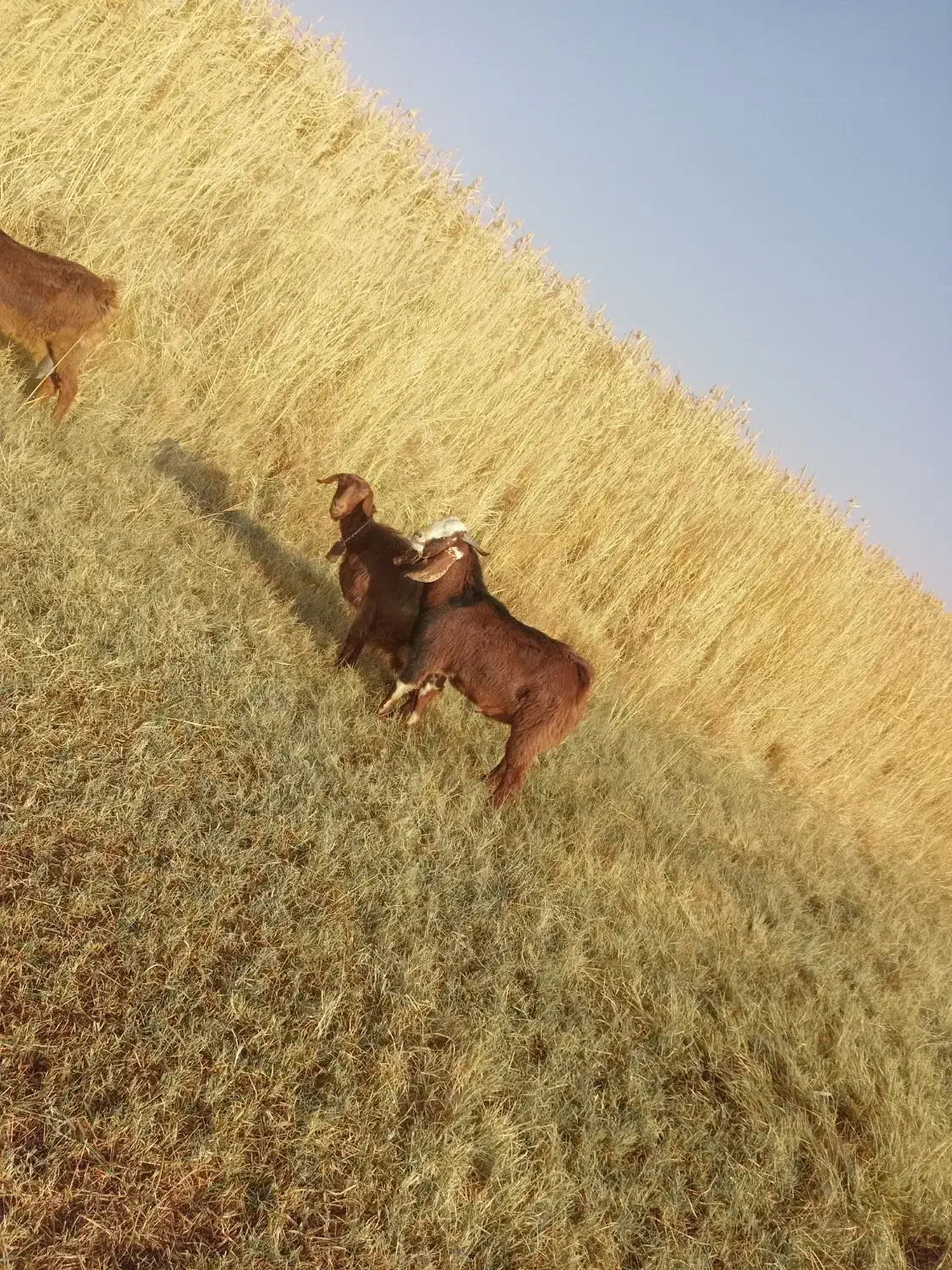 فروش یک نر پاگستانی و بزه ماده پاگستانی|حیوانات مزرعه|ماهنشان, |دیوار