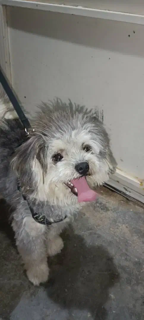 سگ شیتزو|سگ|شیراز, سلطان آباد|دیوار