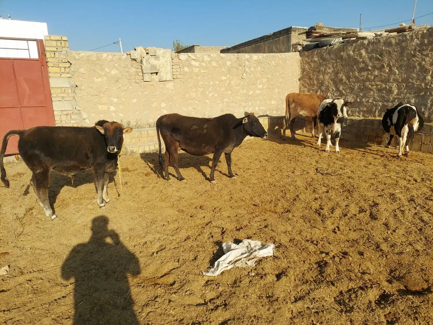 گاو گوساله نر|حیوانات مزرعه|کوهدشت, |دیوار