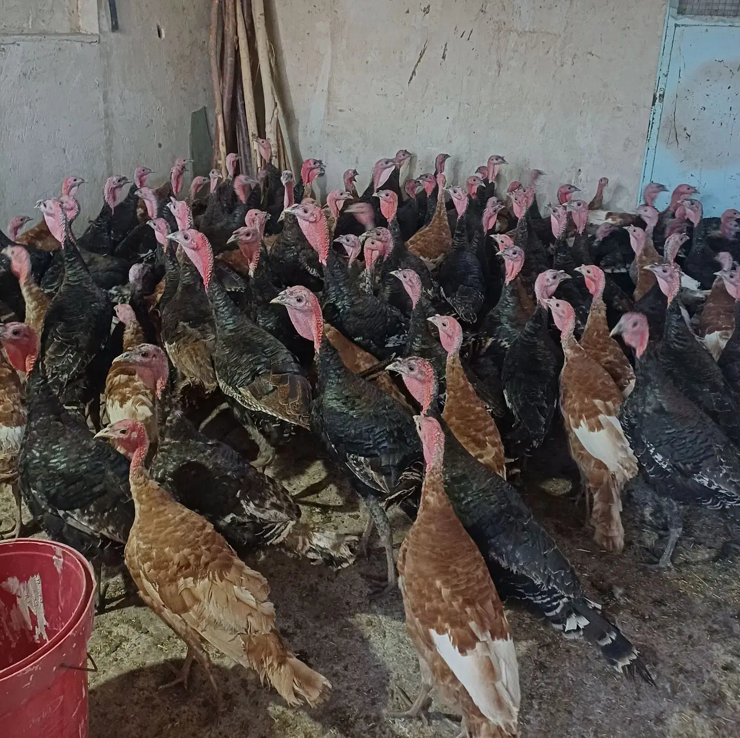 بوقلمون|حیوانات مزرعه|ترکمانچای, |دیوار