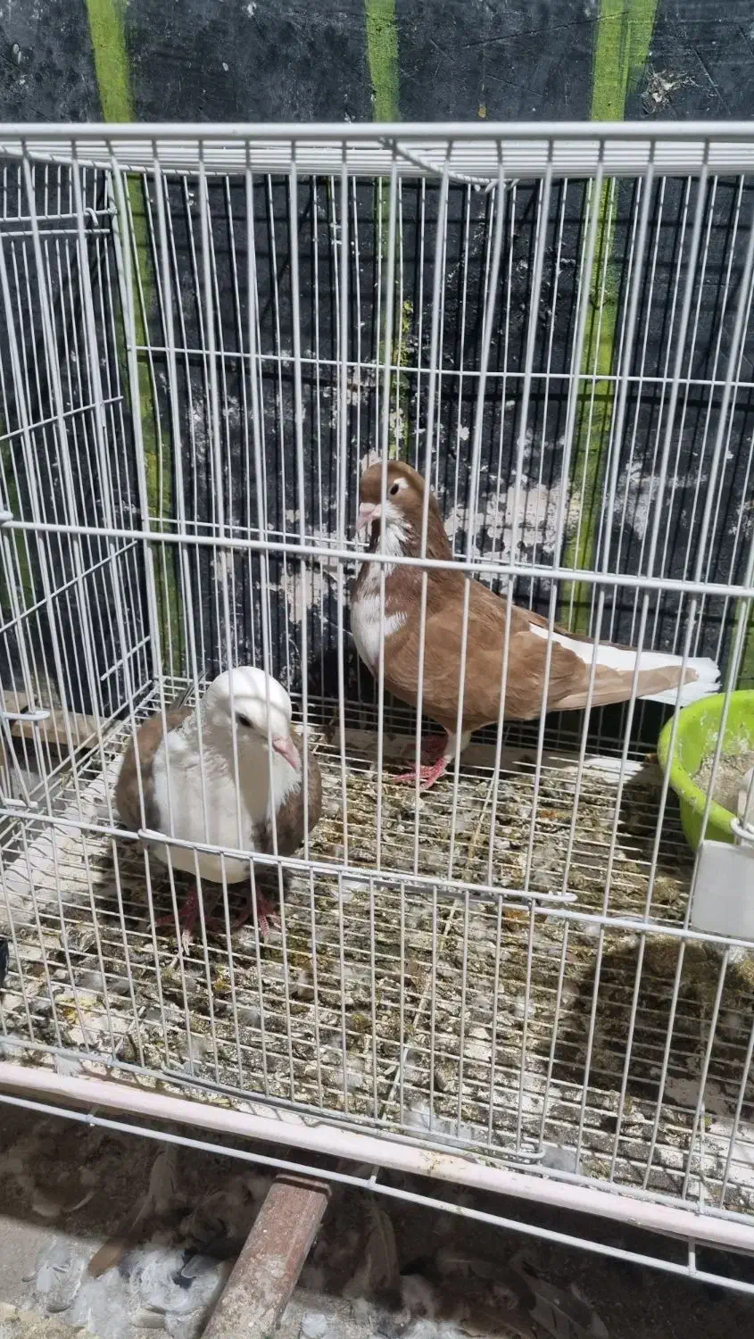 تعدادی کفتر مفت|پرنده|نیشابور, پارک منابع طبیعی|دیوار