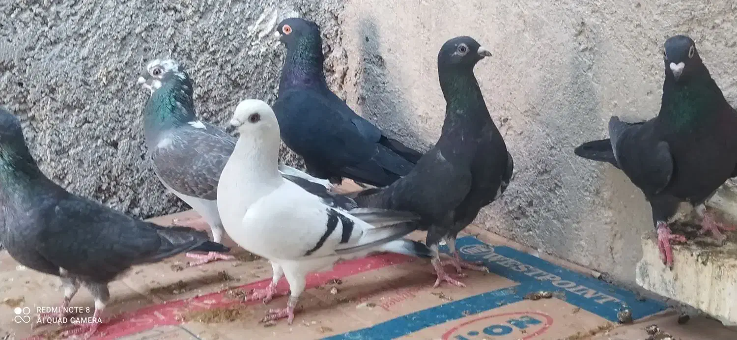 کبوتر نوک ریز|پرنده|خورموج, |دیوار