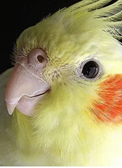 عروس هلندی|پرنده|زنجان, |دیوار