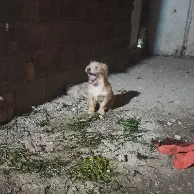 سگ پاکوتاه|سگ|ورامین, ورامین|دیوار