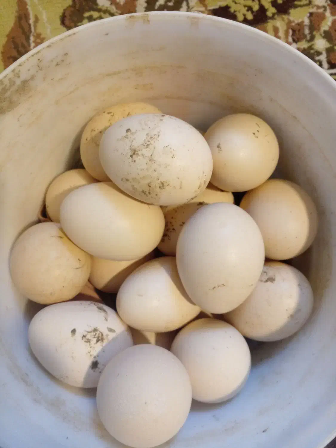 تخم لاری|حیوانات مزرعه|گرگان, |دیوار