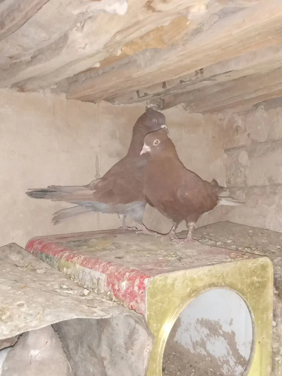 کبوتر|پرنده|اقلید, |دیوار