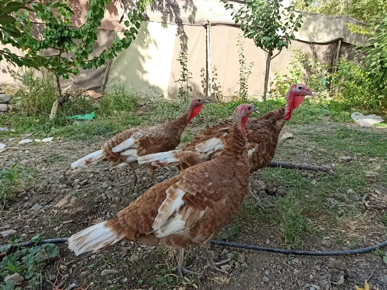 بوقلمون بور بن سالم و بسیار سرحال بالغ|حیوانات مزرعه|پیرانشهر, |دیوار